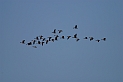 Pink-footed geese flock - C